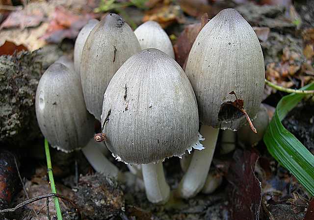 Coprinus acuminatus